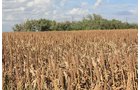 Property photo 93 - LAND AUCTION, 3255+/- Acres offered in 13 Tracts